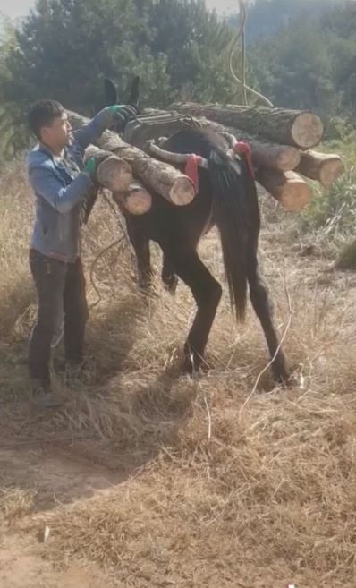 廣東騾子運(yùn)輸隊(duì)