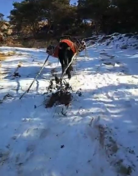 廣東騾馬運(yùn)輸