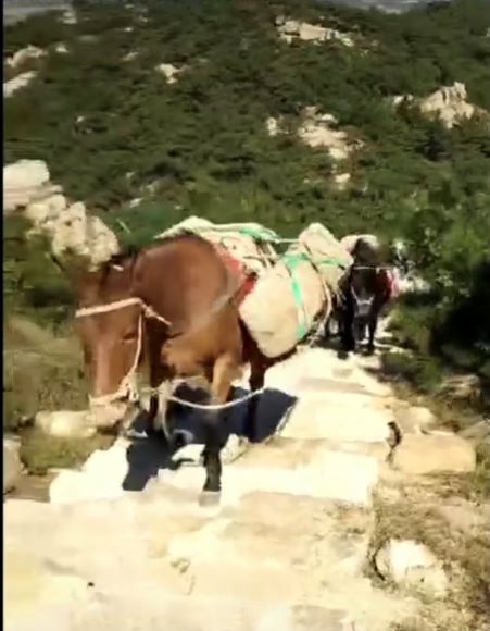 廣東馬幫運(yùn)輸