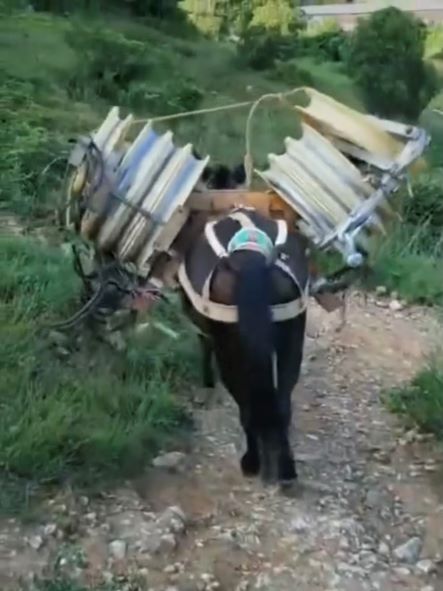 廣東騾馬運(yùn)輸